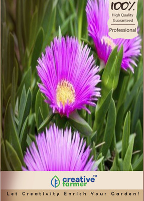 

Creative Farmer Ice Flower Seed(20 per packet)