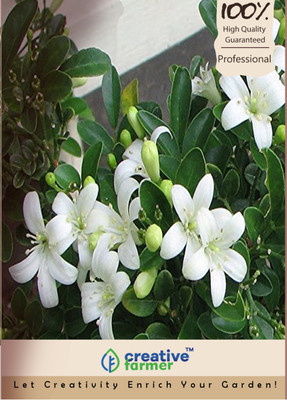 

Creative Farmer Connarus Foetens Native Seed(10 per packet)