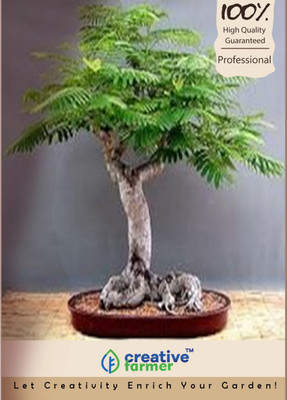 

Creative Farmer Delonix Regia Imported Bonsai Seeds Seed(10 per packet)