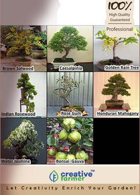 

Creative Farmer Bonsai Combo Seed(10 per packet)