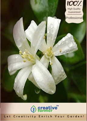 

Creative Farmer Maramulla Seed(10 per packet)