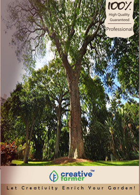 Creative Farmer Rosewood Seed(20 per packet)