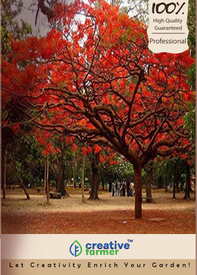 

Creative Farmer Oxigen Supply Tree Road Side Seed(10 per packet)