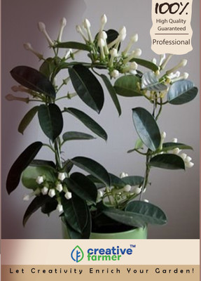 

Creative Farmer Murrayya Paniculata Imported Bonsai Seeds Seed(10 per packet)