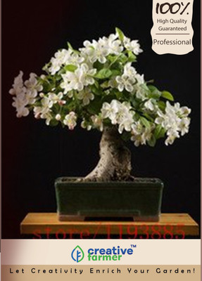 

Creative Farmer Kattu KariyilaiExotica Imported Bonsai Seeds Seed(10 per packet)