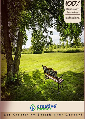 

Creative Farmer Guaracabuya Tree Seeds Seed(20 per packet)