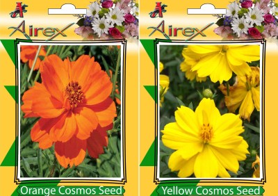 Airex Orange Cosmos, Yellow Cosmos Seed(20 per packet)