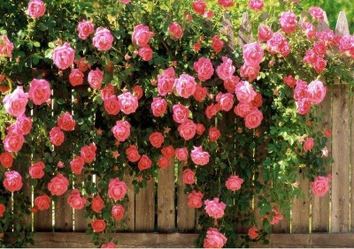 

Vsquare Retail Beautiful Climbing Rose Tree Plant Seed(10 per packet)