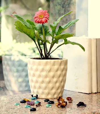 

Unravel India Plant Container Set(Ceramic)