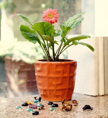 

Unravel India Plant Container Set(Ceramic)