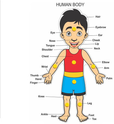 

Flying Toyszer Play And Learn Wooden Picture Board Puzzle - Human Body(1 Pieces)