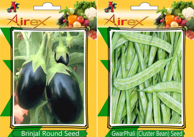 Airex Round Brinjal, Cluster Bean Seed(25 per packet)