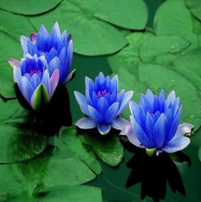 

SENECIO™ Lotus Seed(3 per packet)