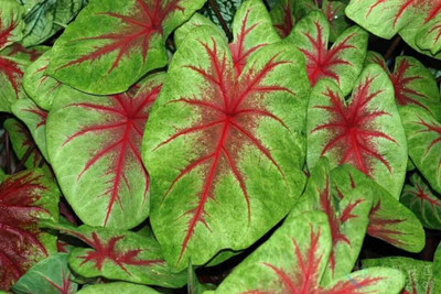 

SENECIO™ CALADIUM Seed(10 per packet)