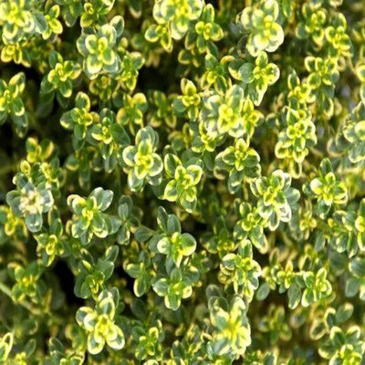 SENECIO™ Thyme Seed(20 per packet)
