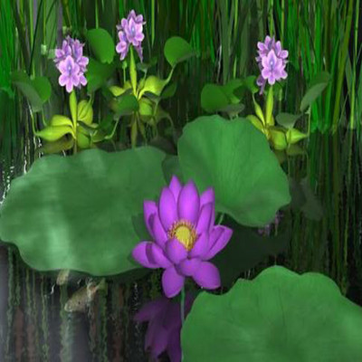 

SENECIO™ LOTUS Seed(3 per packet)