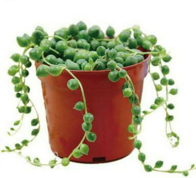 

SENECIO™ Chlorophytum Seed(50 per packet)