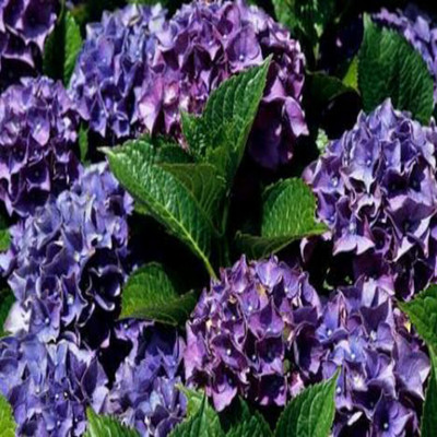 

SENECIO™ HYDRANGEA Seed(5 per packet)
