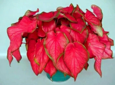 

SENECIO™ CALADIUM Seed(10 per packet)