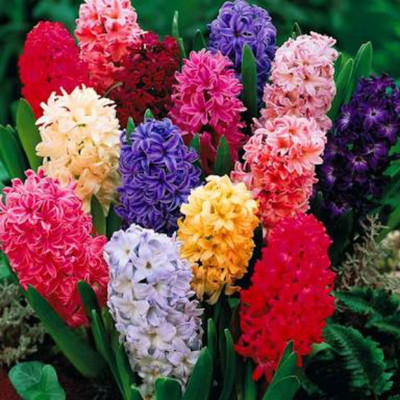 

SENECIO™ Hyacinth Seed(12 per packet)