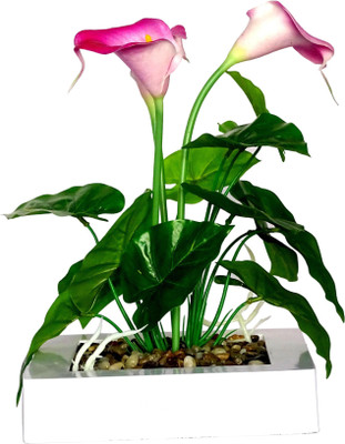 HOB Purple, Green, White Lily Artificial Flower with Pot(10.5 inch, Pack of 01)