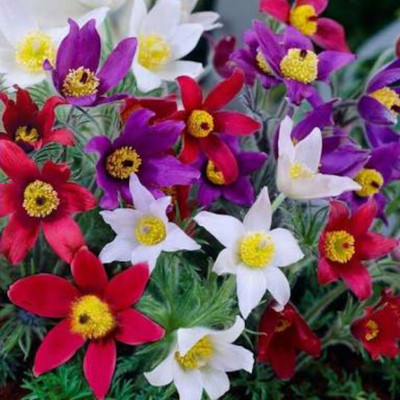 

SENECIO™ Pasque, Pulsatila Seed(15 per packet)