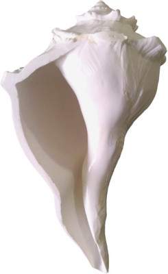 

Divine Temples Natural Dakshinavarti Big Size Sacred Shankh(White)