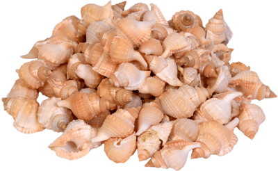 

Vardhman Sea Shells shankh med size ,500 Gm Pack ,Used In Aquariums ,Art & Crafts ,Decorations, Table Decoration , Approx,( 120 Pcs ) size 5 x 2.75 x 2.5 cms Decorative Shankh(Beige)