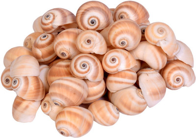 

Vardhman Sea Shells shankh new ,500 Gm Pack ,Used In Aquariums ,Art & Crafts ,Decorations, Table Decoration , Approx,( 55 - 58 Pcs ) size 4 x 3 x 2.5 cms Decorative Shankh(Beige)