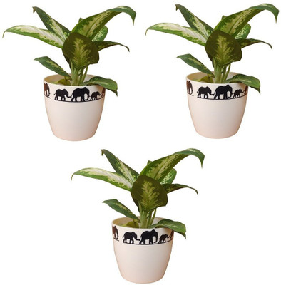 

Minerva Naturals Table top planter 5 inches Elephant printed ( Pack of 3 ) - Minerva Naturals Plant Container Set(Pack of 3, Plastic)