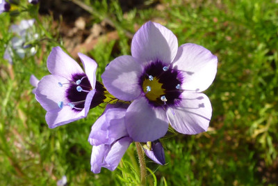 

adis green fingers 500 BIRDS EYES Gilia Tricolor Flower Seeds Seed(250 per packet)