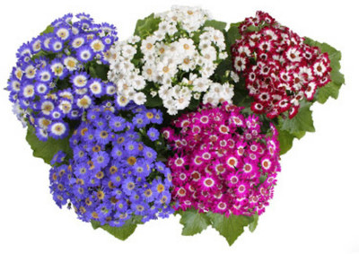 

SENECIO™ Cineraria Seed(12 per packet)