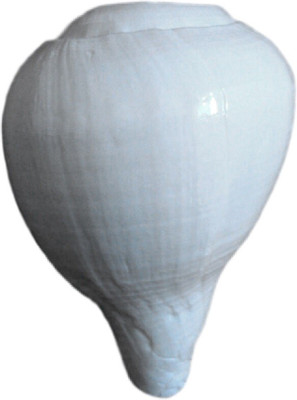 

Divine Temples Small Raw Blowing Shankh Blowing Shankh(White)