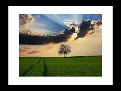 

ravgar Countryside Tree Landscape Nature Sky Sunlight Canvas Painting Wall Art [16 x 20 inch] Framed Cotton Fine Grain Primed Canvas Board (Set of 1)(Multicolor)