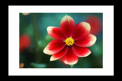 

ravgar Red Dahlia CANVAS Wall Painting, Art Piece, Matte Finishe (16 X 20 inch) FRAMED Cotton Fine Grain Primed Canvas Board (Set of 1)(Multicolor)