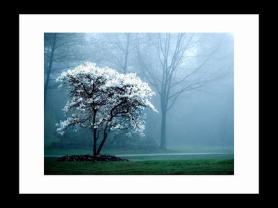 

ravgar White Blooming Trees Scenic beauty of nature Canvas Painting Wall Art [16 x 20 inch] Framed Cotton Fine Grain Primed Canvas Board (Set of 1)(Multicolor)