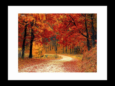 

ravgar Road Covered With Trees Scenic beauty of nature Canvas Painting Wall Art [16 x 20 inch] Framed Cotton Fine Grain Primed Canvas Board (Set of 1)(Multicolor)