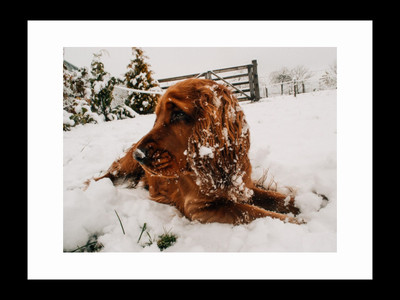 

ravgar Dog Lying In The Snow Canvas Painting Wall Art [16 x 20 inch] Framed Cotton Fine Grain Primed Canvas Board (Set of 1)(Multicolor)