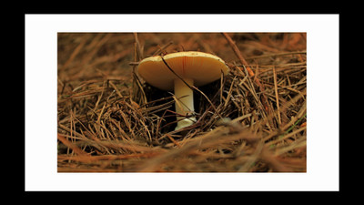 

ravgar Mushroom in Jungle CANVAS Wall Painting, Matte Finishe, Art Piece (16 X 20 inch) FRAMED Cotton Fine Grain Primed Canvas Board (Set of 1)(Multicolor)