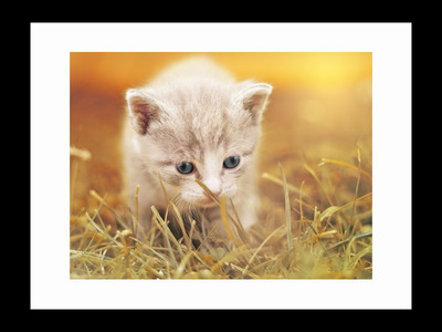 

ravgar Life Is Better With CATS Canvas Painting Wall Art [16 x 20 inch] Framed Cotton Fine Grain Primed Canvas Board (Set of 1)(Multicolor)