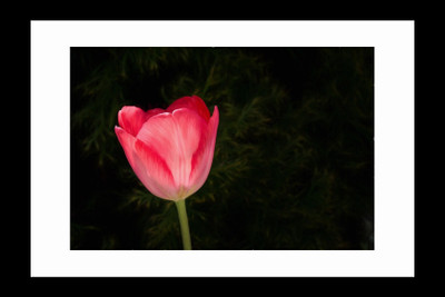 

ravgar Rose Bud Blossoming CANVAS Wall Painting, Matte Finish, Art Piece (16 X 20 inch) FRAMED Cotton Fine Grain Primed Canvas Board (Set of 1)(Multicolor)