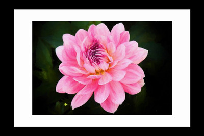 

ravgar Pink Rose CANVAS Wall Painting, Matte Finish, Art Piece (16 X 20 inch) FRAMED Cotton Fine Grain Primed Canvas Board (Set of 1)(Multicolor)