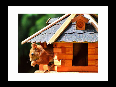

ravgar Squirrel Rodent coming out of its Beautiful House Canvas Painting Wall Art [16 x 20 inch] Framed Cotton Fine Grain Primed Canvas Board (Set of 1)(Multicolor)