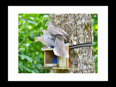 

ravgar Dove birds enjoying in thier Dovecote Canvas Painting Wall Art [16 x 20 inch] Framed Cotton Fine Grain Primed Canvas Board (Set of 1)(Multicolor)