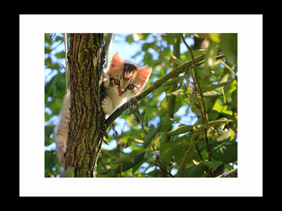 

ravgar Cute Kitten Climbing the Tree Canvas Painting Wall Art [16 x 20 inch] Framed Cotton Fine Grain Primed Canvas Board (Set of 1)(Multicolor)