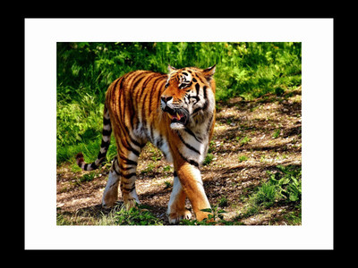 

ravgar Tiger in the Forest Canvas Painting Wall Art [16 x 20 inch] Framed Cotton Fine Grain Primed Canvas Board (Set of 1)(Multicolor)