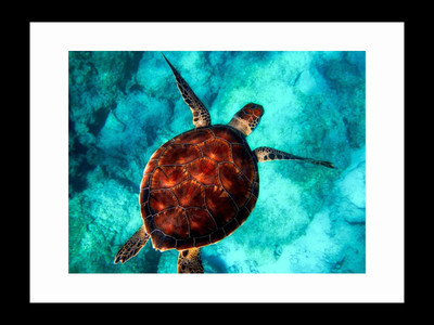 

ravgar Turtle in the ocean Canvas Painting Wall Art [16 x 20 inch] Framed Cotton Fine Grain Primed Canvas Board (Set of 1)(Multicolor)