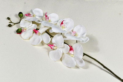 

Importwala Variant Style Butterfly Orchid- single stick White Orchids Artificial Flower(5 inch, Pack of 1)