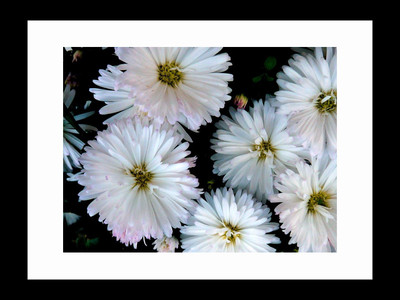 

ravgar Beautiful White Flowers Canvas Painting Wall Art [16 x 20 inch] Framed Cotton Fine Grain Primed Canvas Board (Set of 1)(Multicolor)