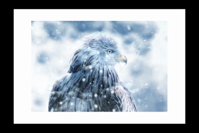 

ravgar Hawk Bird in Snow Vintage Art Canvas Painting Wall Art [16 x 20 inch] Framed Cotton Fine Grain Primed Canvas Board (Set of 1)(Multicolor)